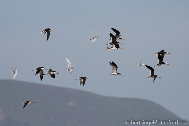 shoreline park